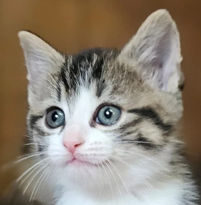 Babouche, female Mixed Breed for adoption at Refuge Thiernay