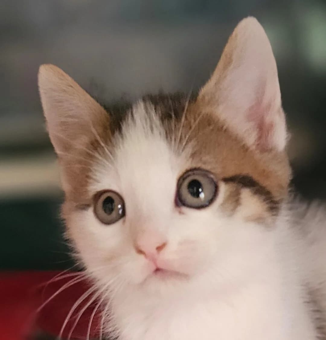 Boeing, male Mixed Breed for adoption at Refuge Thiernay
