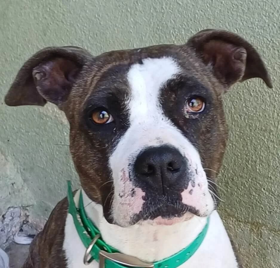 Roxy, female Mixed Breed for adoption at Refuge Thiernay
