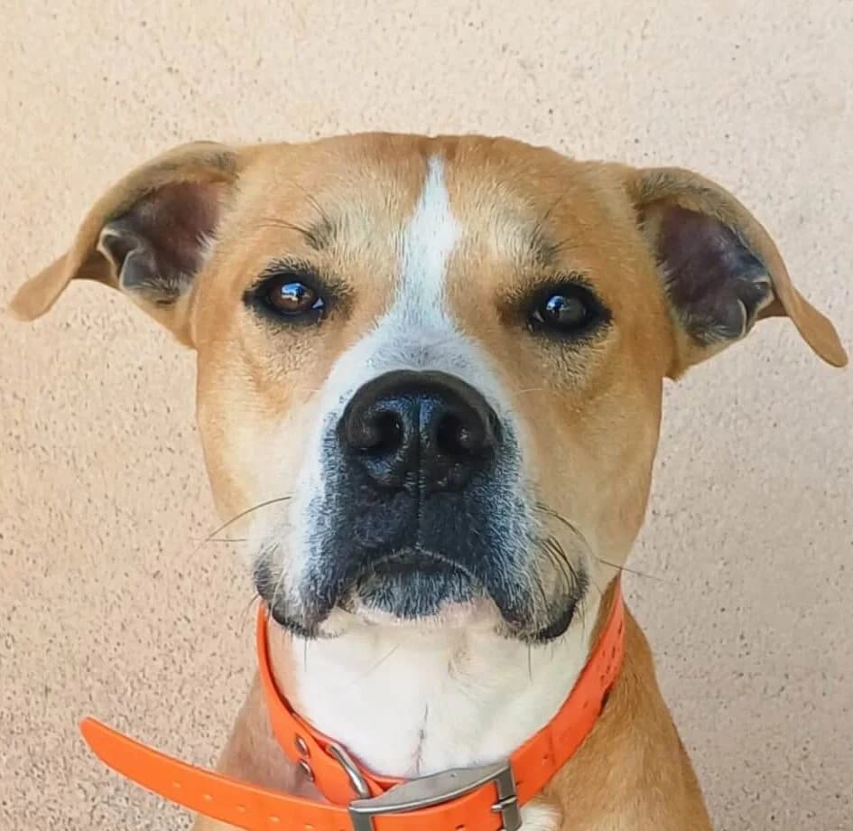 Charly, male Mixed Breed for adoption at Refuge Thiernay