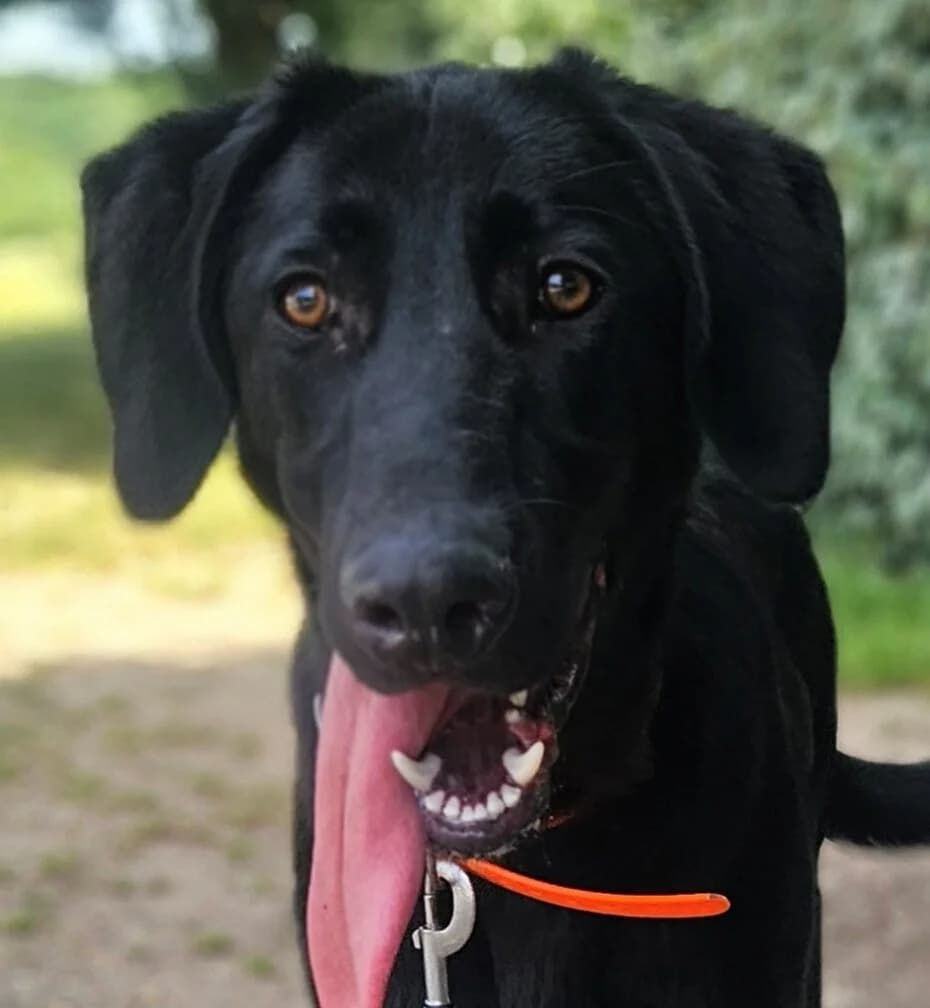 Simba, male Mixed Breed for adoption at Refuge Thiernay