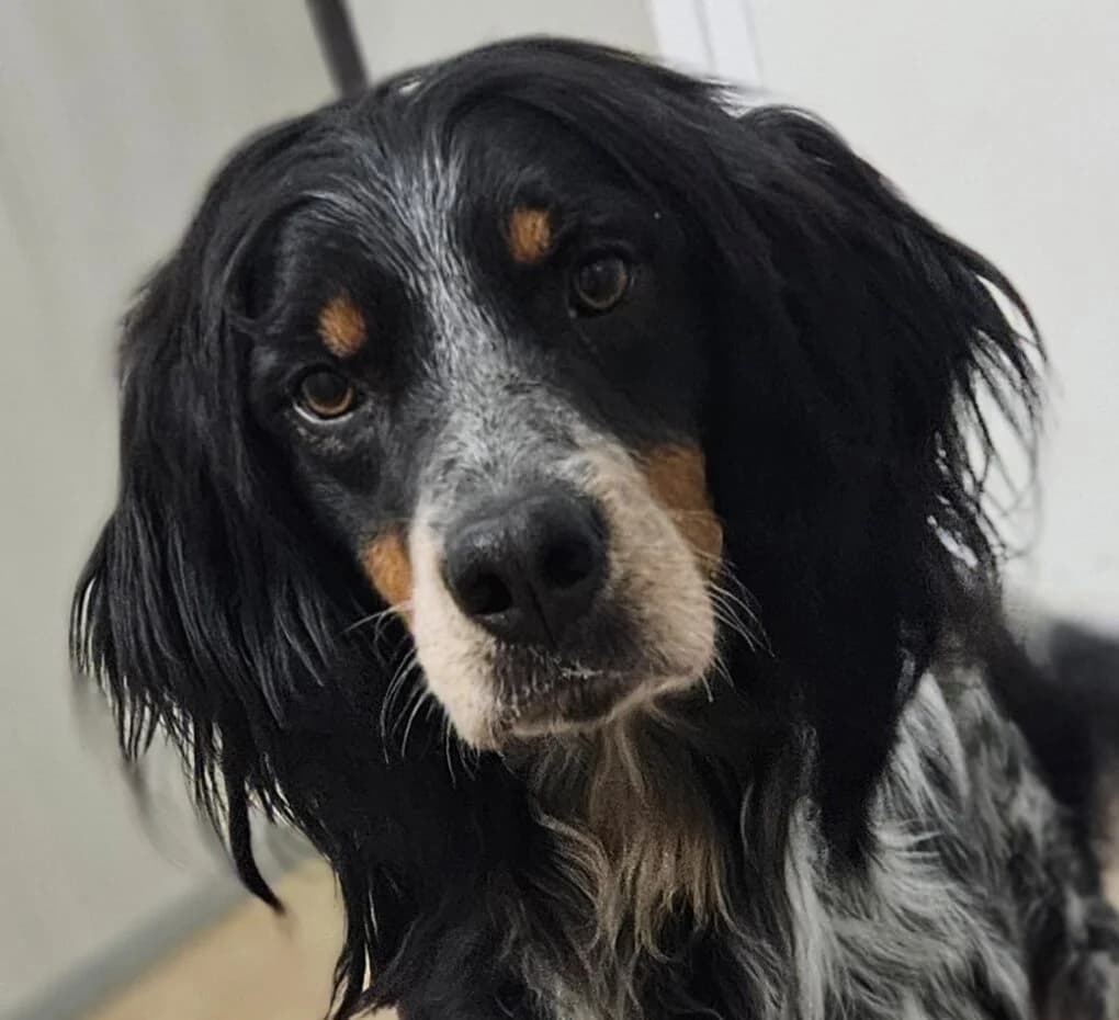 Hulk, male Mixed Breed for adoption at Refuge Thiernay