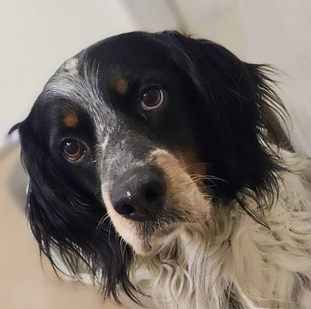 Sanson, male Mixed Breed for adoption at Refuge Thiernay