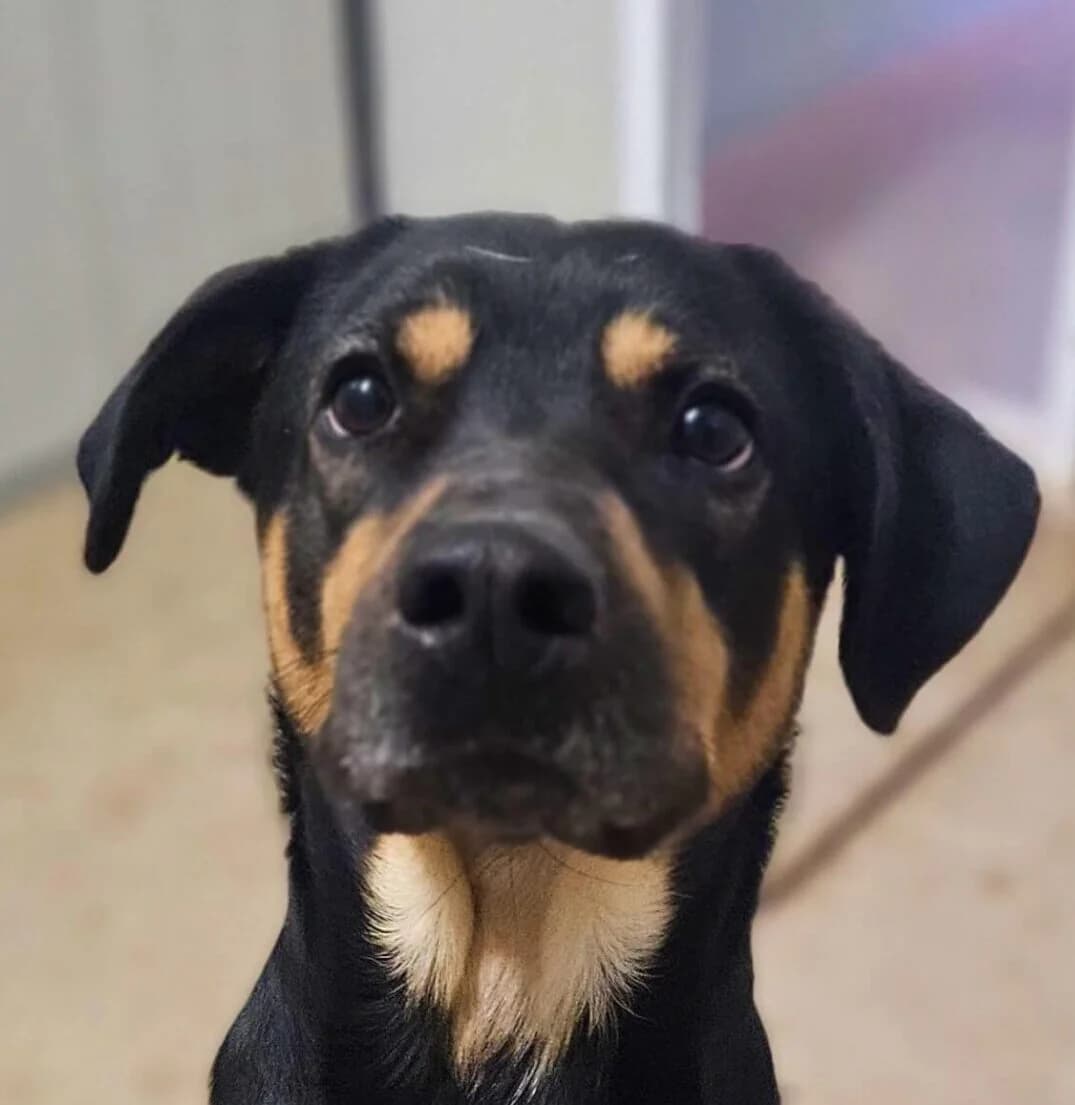 Uri, male Mixed Breed for adoption at Refuge Thiernay