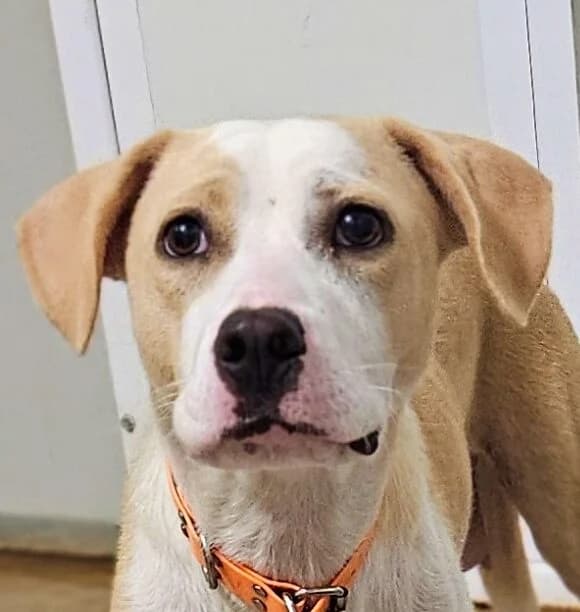Aria, female Mixed Breed for adoption at Refuge Thiernay