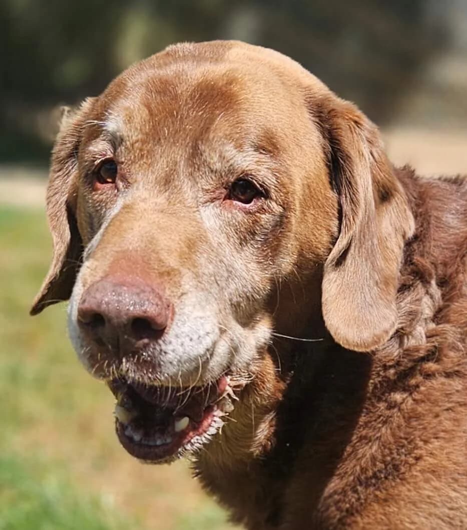 Obi, male Mixed Breed for adoption at Refuge Thiernay