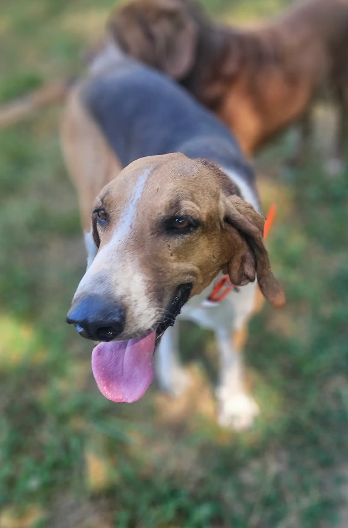 Princesse, female Mixed Breed for adoption at Refuge Thiernay