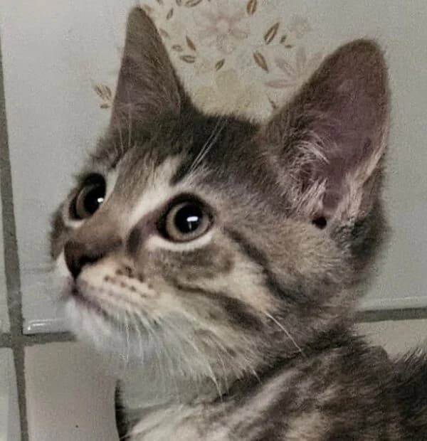 Bahia, female Mixed Breed for adoption at Refuge Thiernay