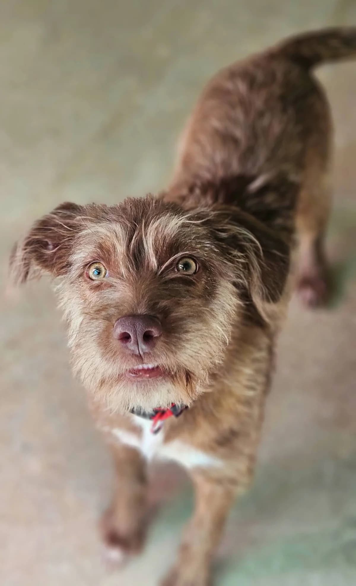 Canelle, female Mixed Breed for adoption at Refuge Thiernay