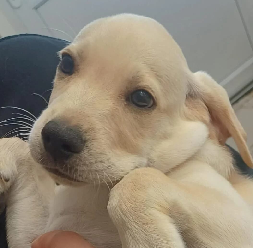 Bambi, male Mixed Breed for adoption at Refuge Thiernay