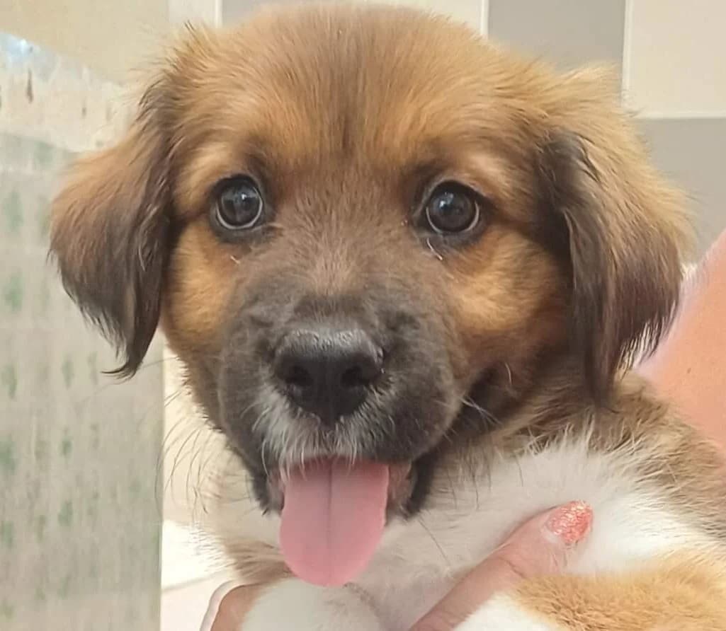 Bentley, male Mixed Breed for adoption at Refuge Thiernay