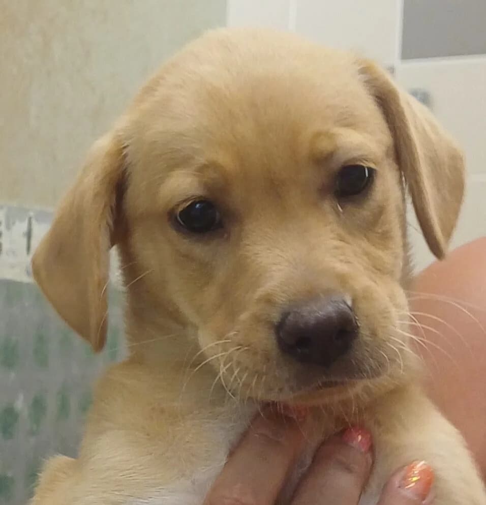 Bohème, female Mixed Breed for adoption at Refuge Thiernay