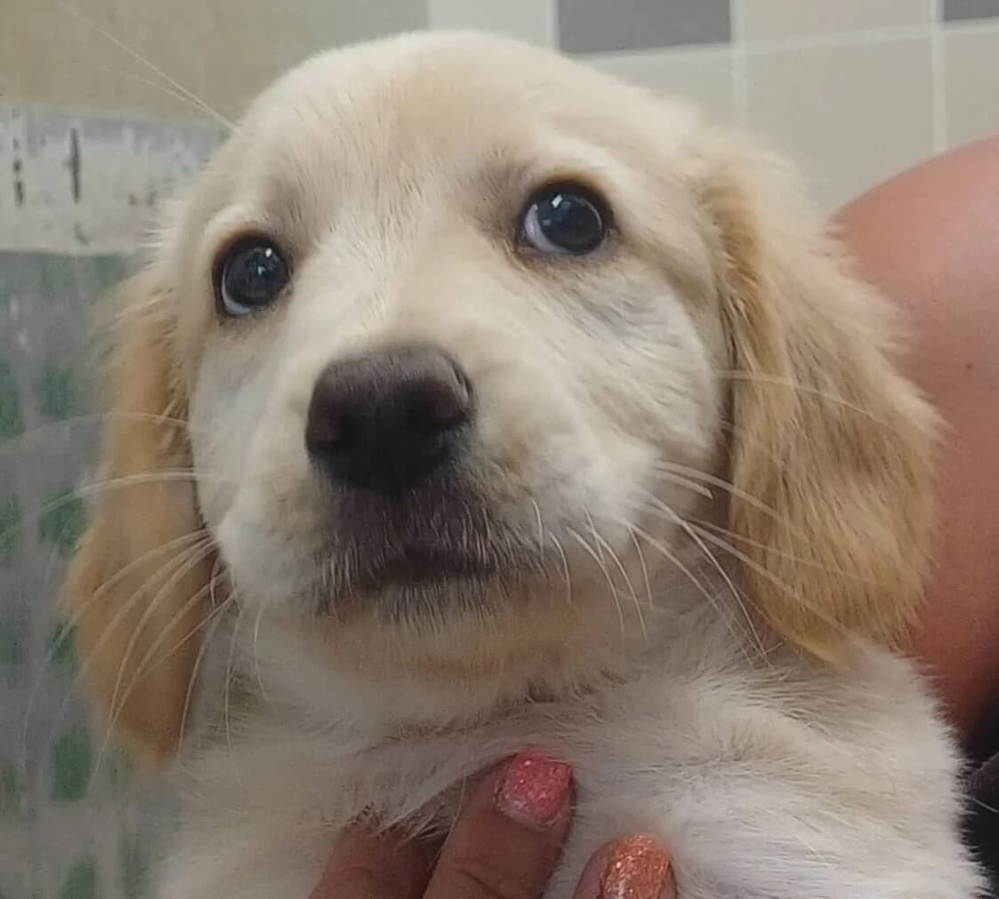 Brindille, female Mixed Breed for adoption at Refuge Thiernay
