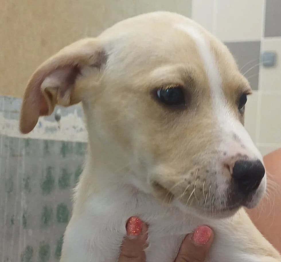 Britney, female Mixed Breed for adoption at Refuge Thiernay