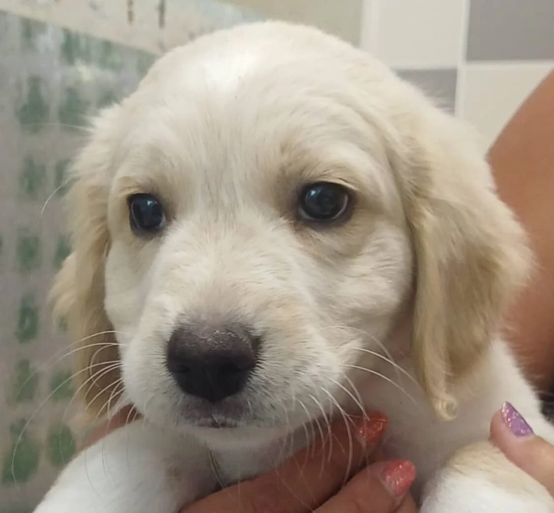 Buffy, female Mixed Breed for adoption at Refuge Thiernay