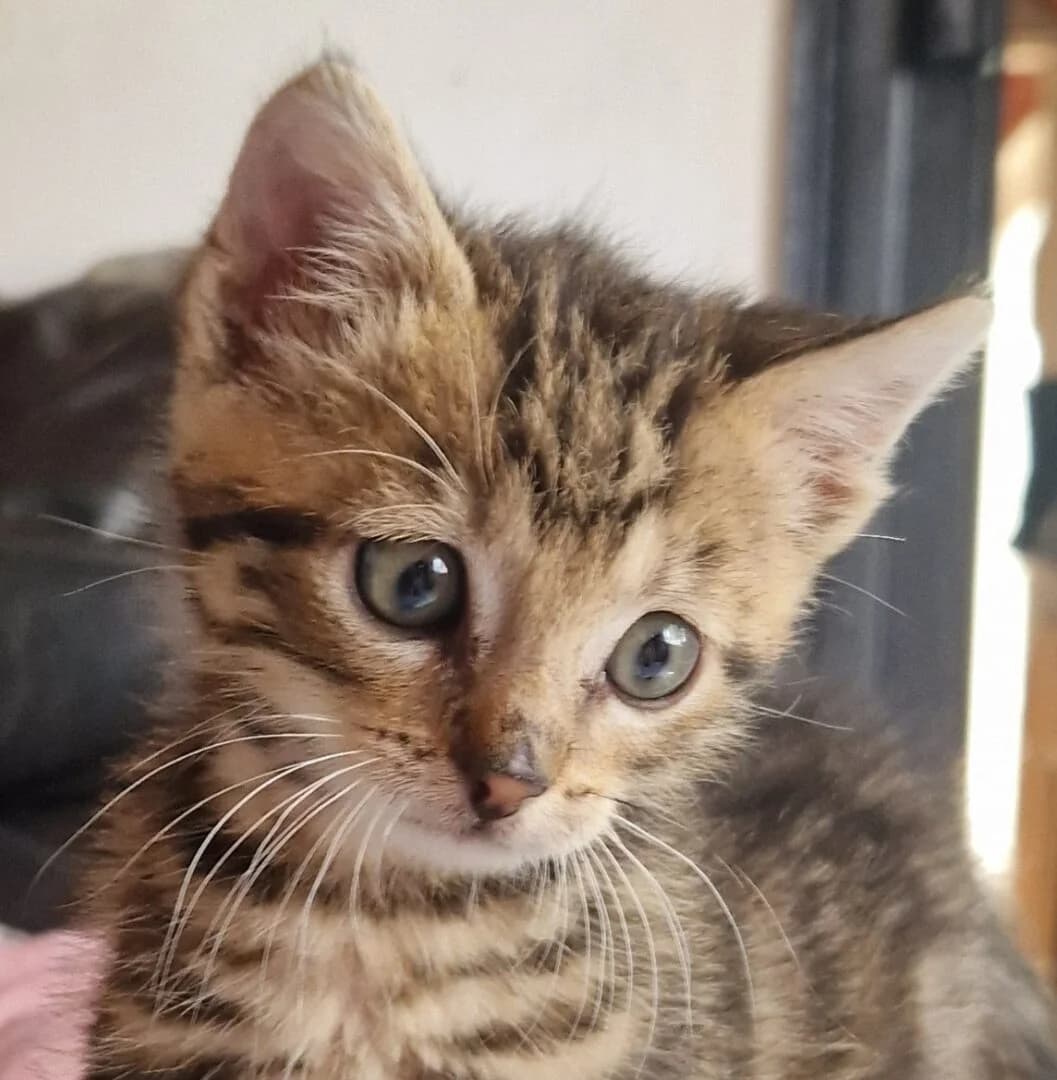 BOLIDE, male Mixed Breed for adoption at Refuge Thiernay