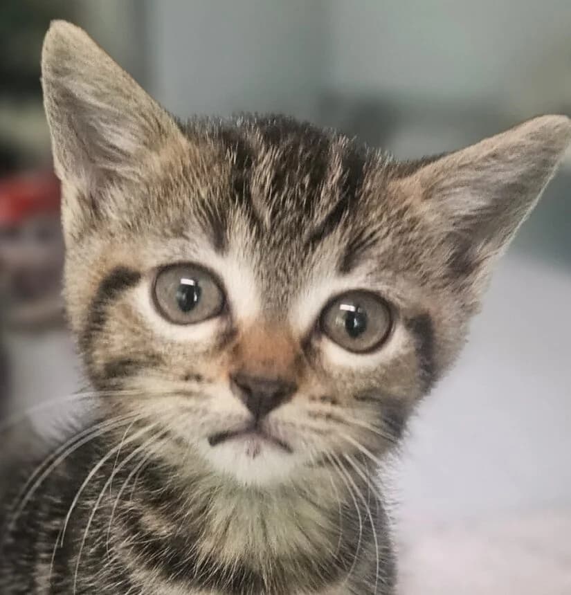 Brocolis, male Mixed Breed for adoption at Refuge Thiernay