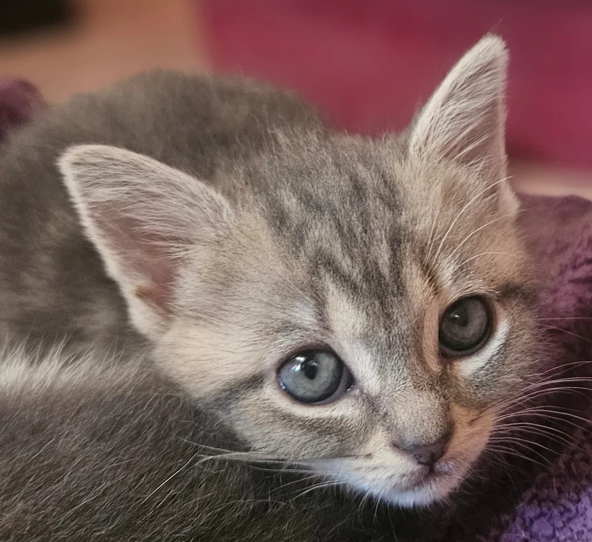 Bergamotte, male Mixed Breed for adoption at Refuge Thiernay