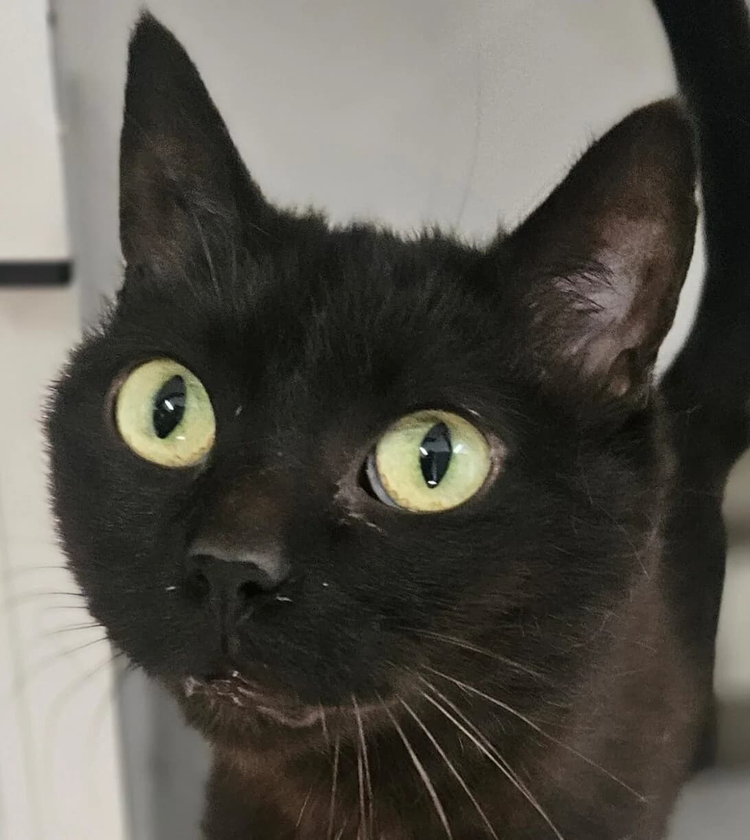 Sourdine, female Mixed Breed for adoption at Refuge Thiernay
