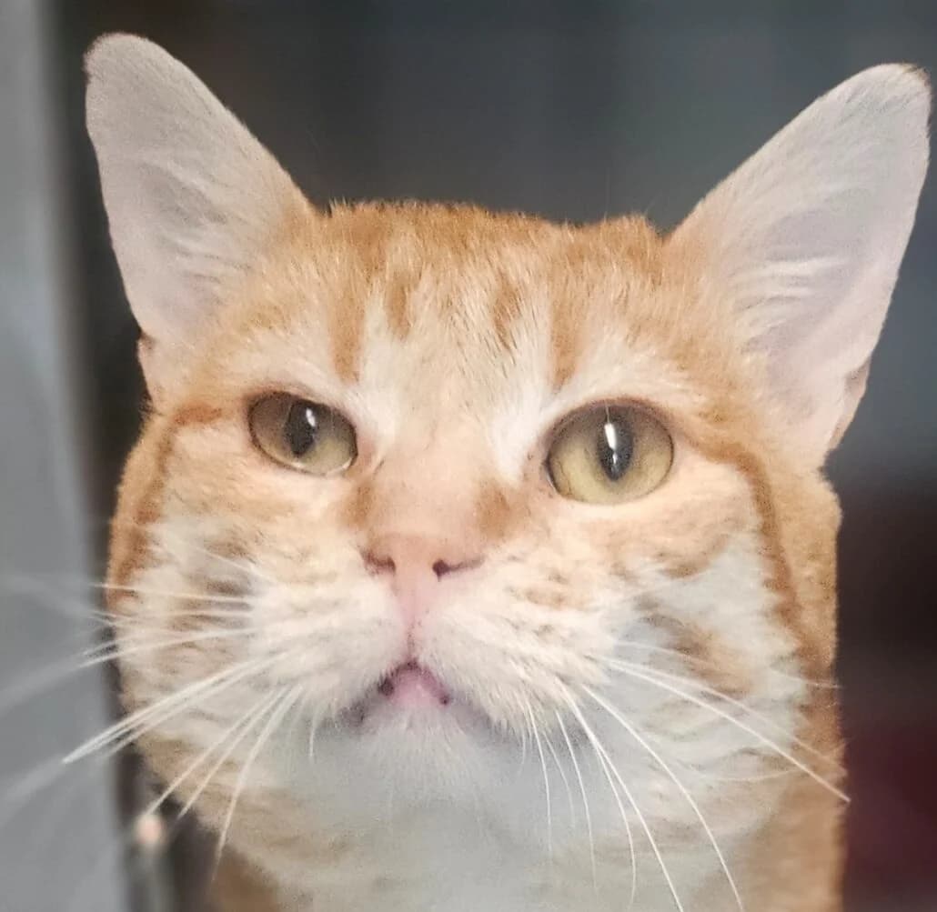 Festin, male Mixed Breed for adoption at Refuge Thiernay