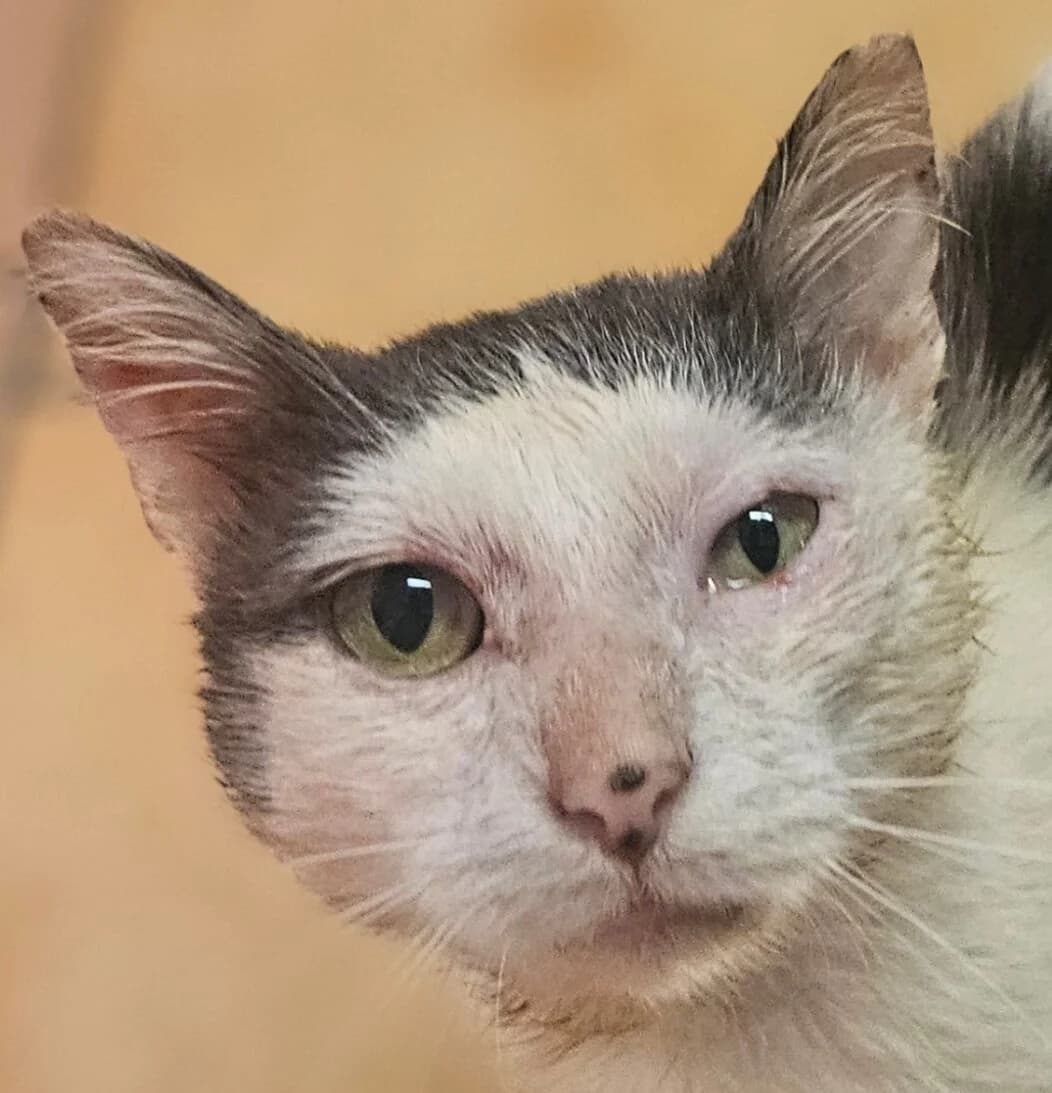 Vagabond, male Mixed Breed for adoption at Refuge Thiernay