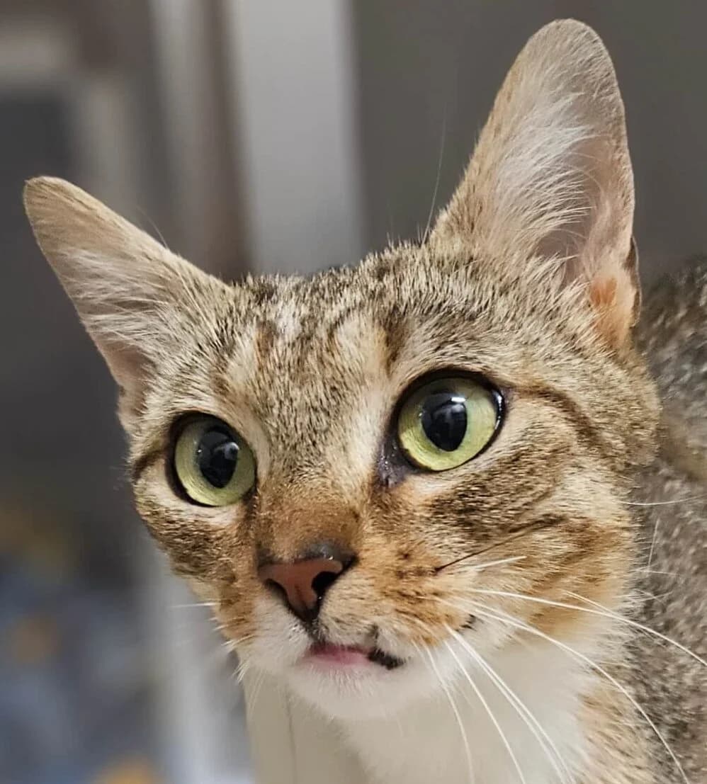 Cabotine, female Mixed Breed for adoption at Refuge Thiernay