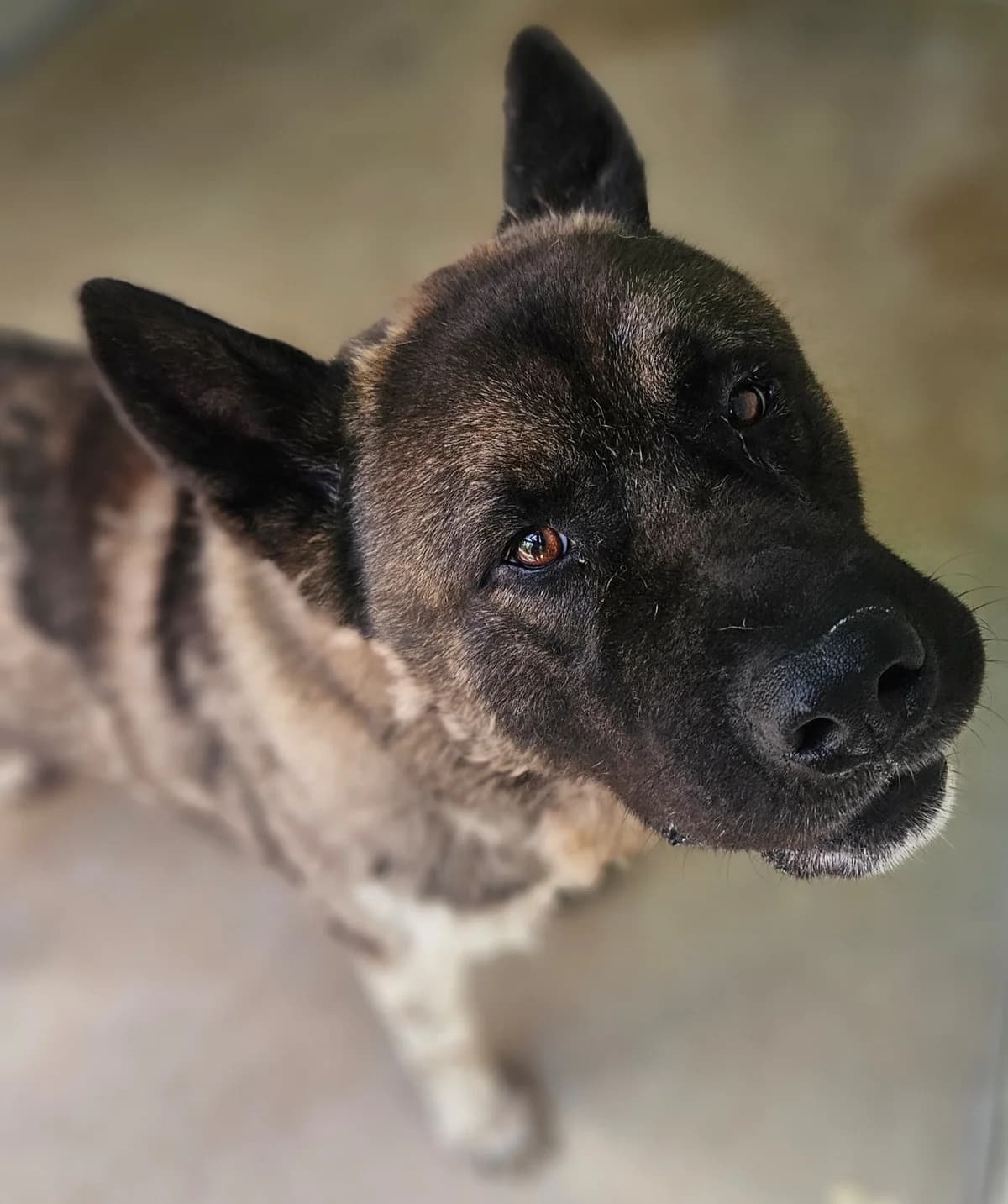 Eicko, male Mixed Breed for adoption at Refuge Thiernay