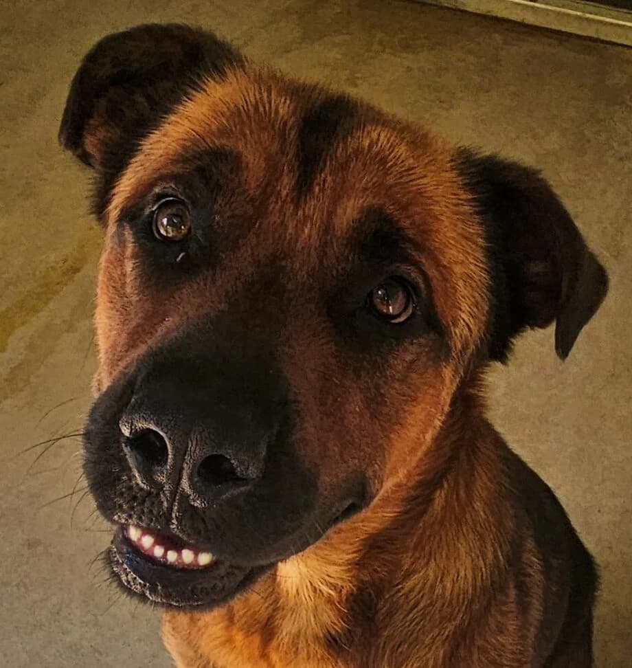 Achille, male Mixed Breed for adoption at Refuge Thiernay