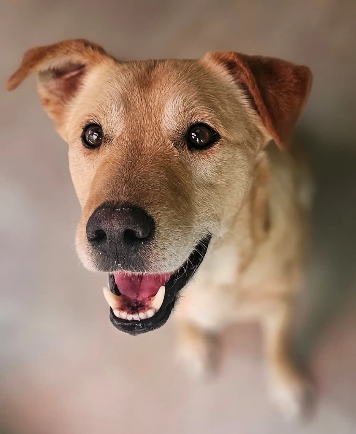 Falcko, male Mixed Breed for adoption at Refuge Thiernay