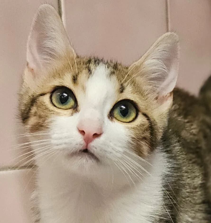 BRICOLE, female Mixed Breed for adoption at Refuge Thiernay