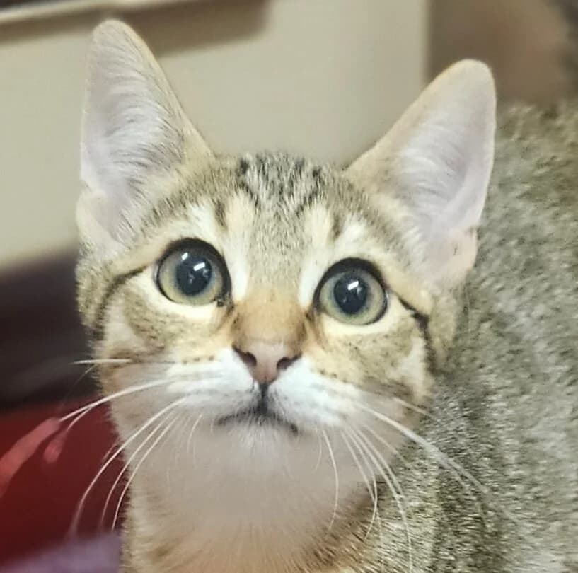 BALLERINE, female Mixed Breed for adoption at Refuge Thiernay