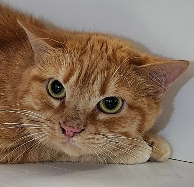 Carotte, female Mixed Breed for adoption at Refuge Thiernay