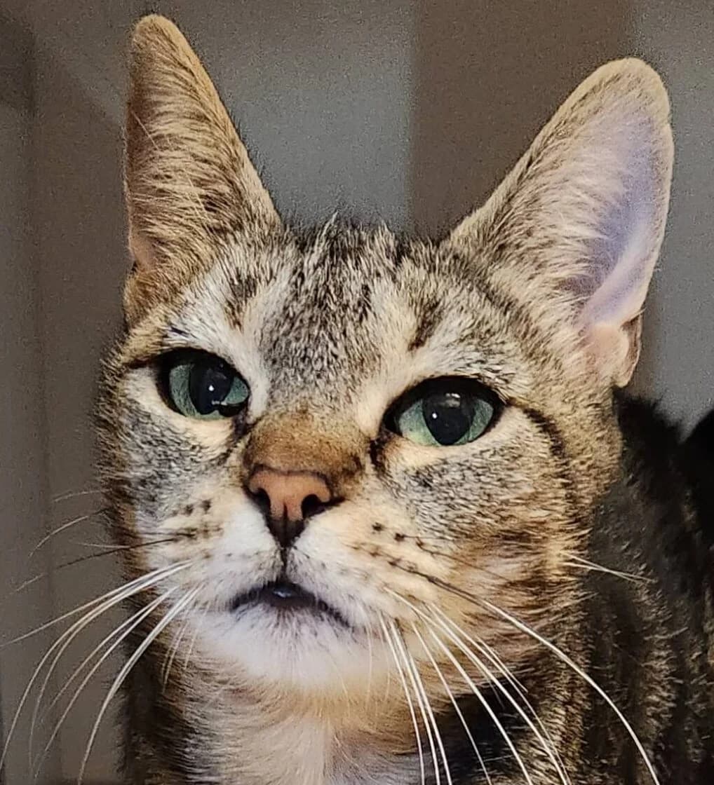 Framboise, female Mixed Breed for adoption at Refuge Thiernay