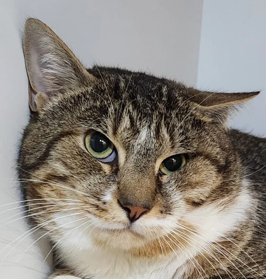 Patmol, male Mixed Breed for adoption at Refuge Thiernay
