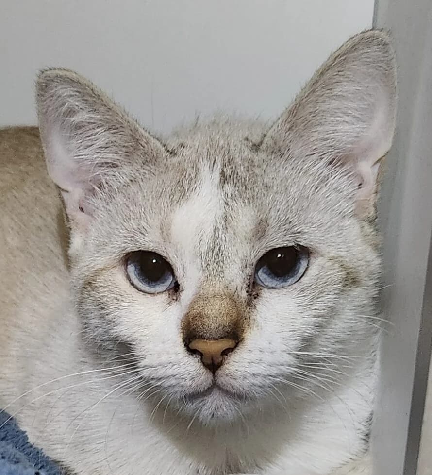 Sakura, Mixed Breed (Refuge Thiernay)