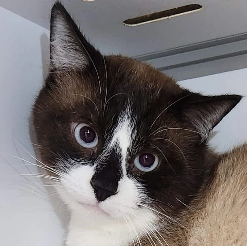 Tiramisu, Mixed Breed (Refuge Thiernay)