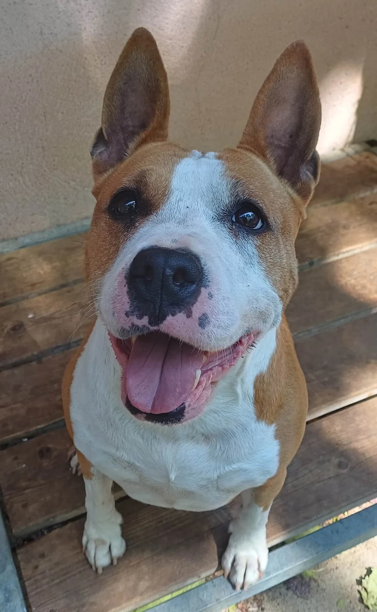 Chanel, female Mixed Breed for adoption at Refuge Thiernay