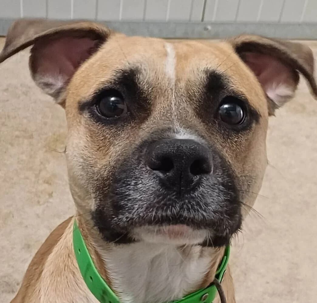 Scar, male Mixed Breed for adoption at Refuge Thiernay