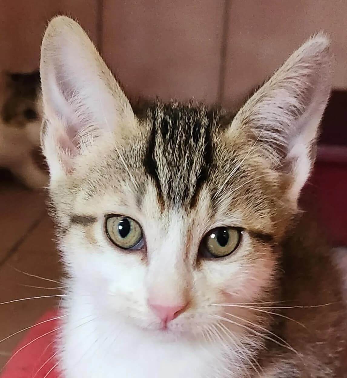 Basilic, male Mixed Breed for adoption at Refuge Thiernay