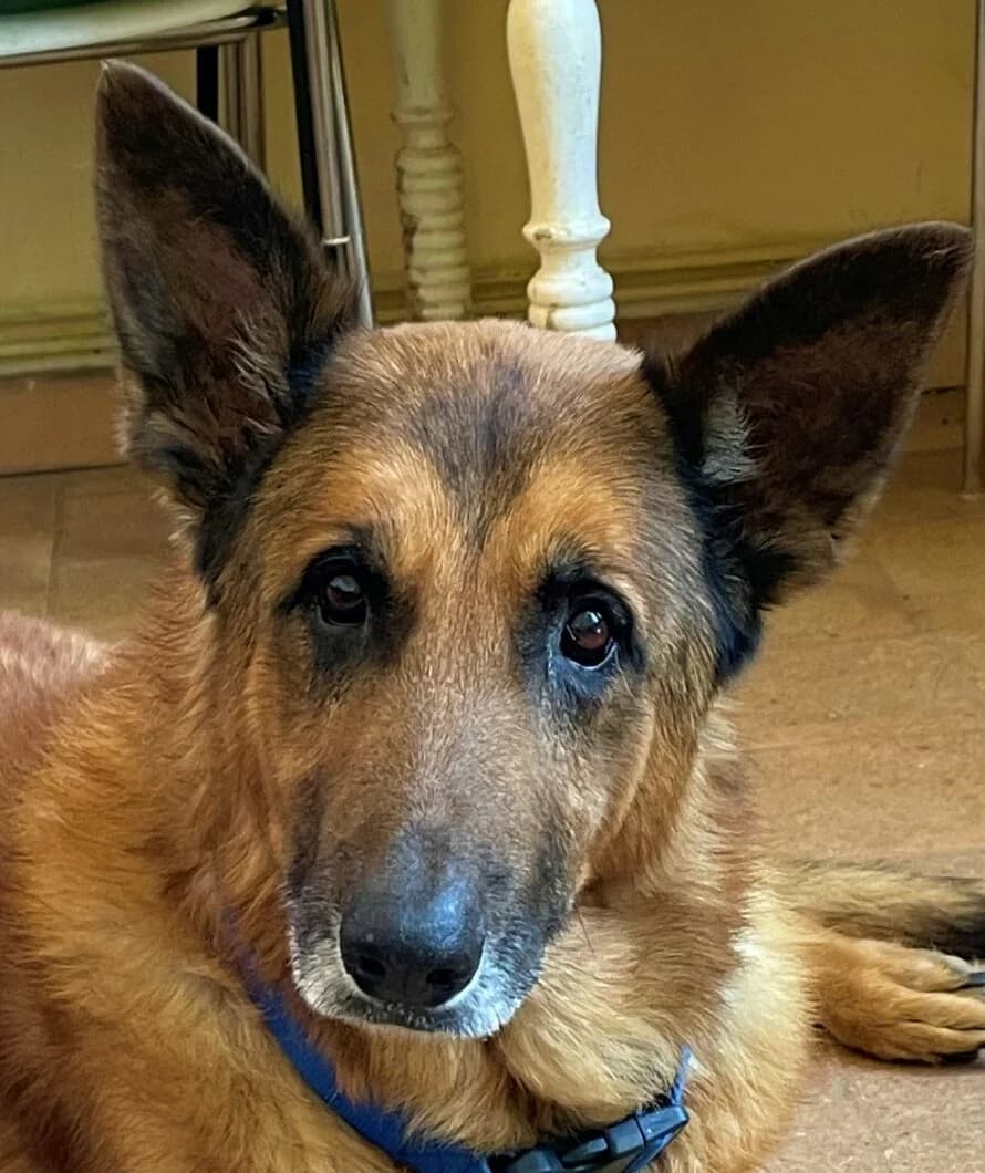 Carl, Mixed Breed (Refuge Thiernay)