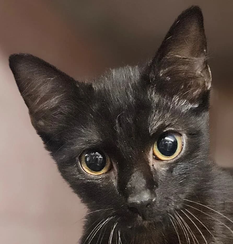 Riboulding, male Mixed Breed for adoption at Refuge Thiernay
