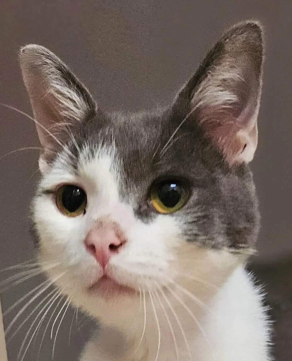 Croquignol, male Mixed Breed for adoption at Refuge Thiernay