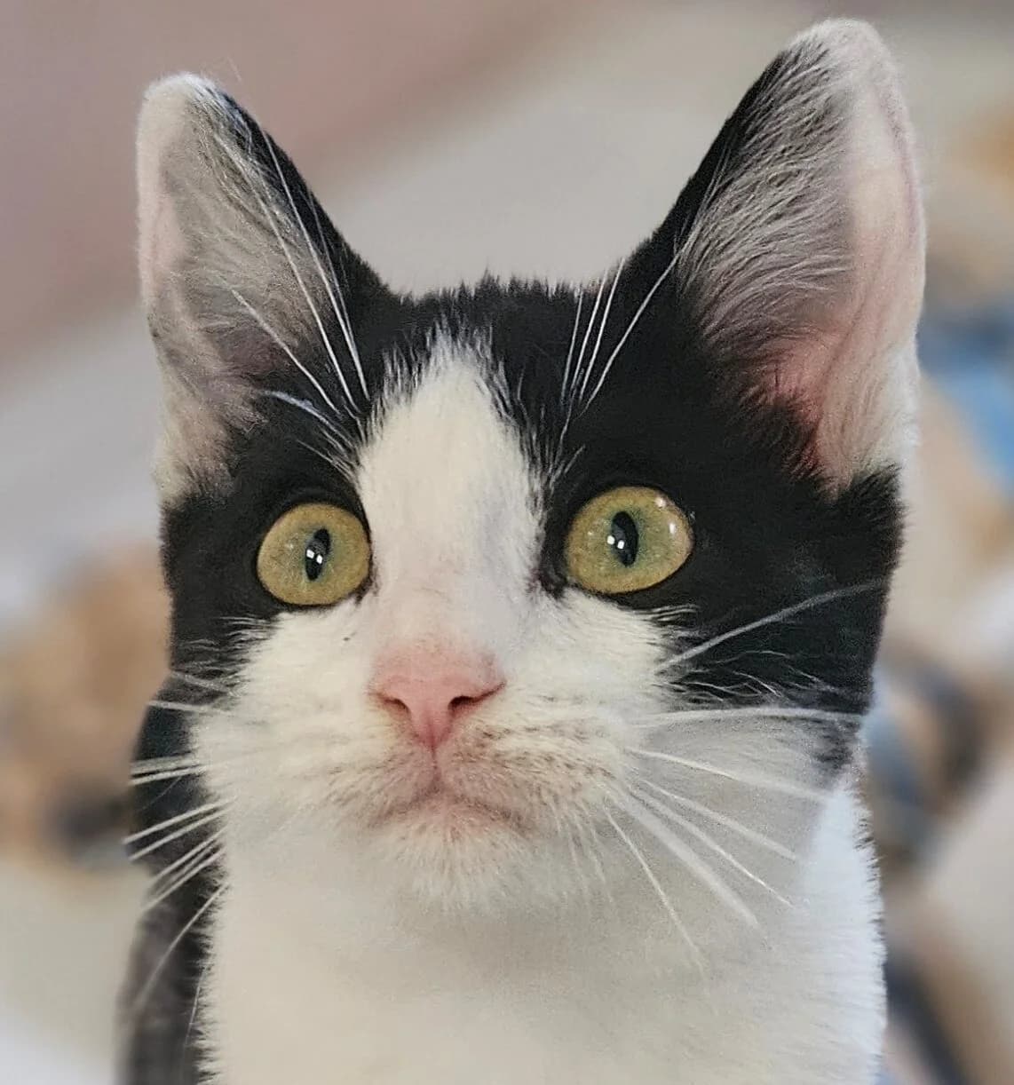 BOOMERANG, male Mixed Breed for adoption at Refuge Thiernay