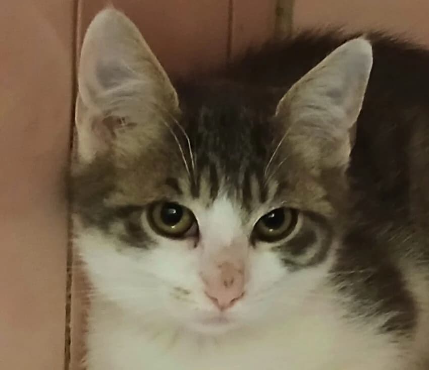 Babine, female Mixed Breed for adoption at Refuge Thiernay