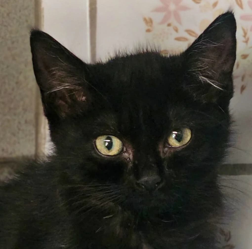 Bérénice, female Mixed Breed for adoption at Refuge Thiernay