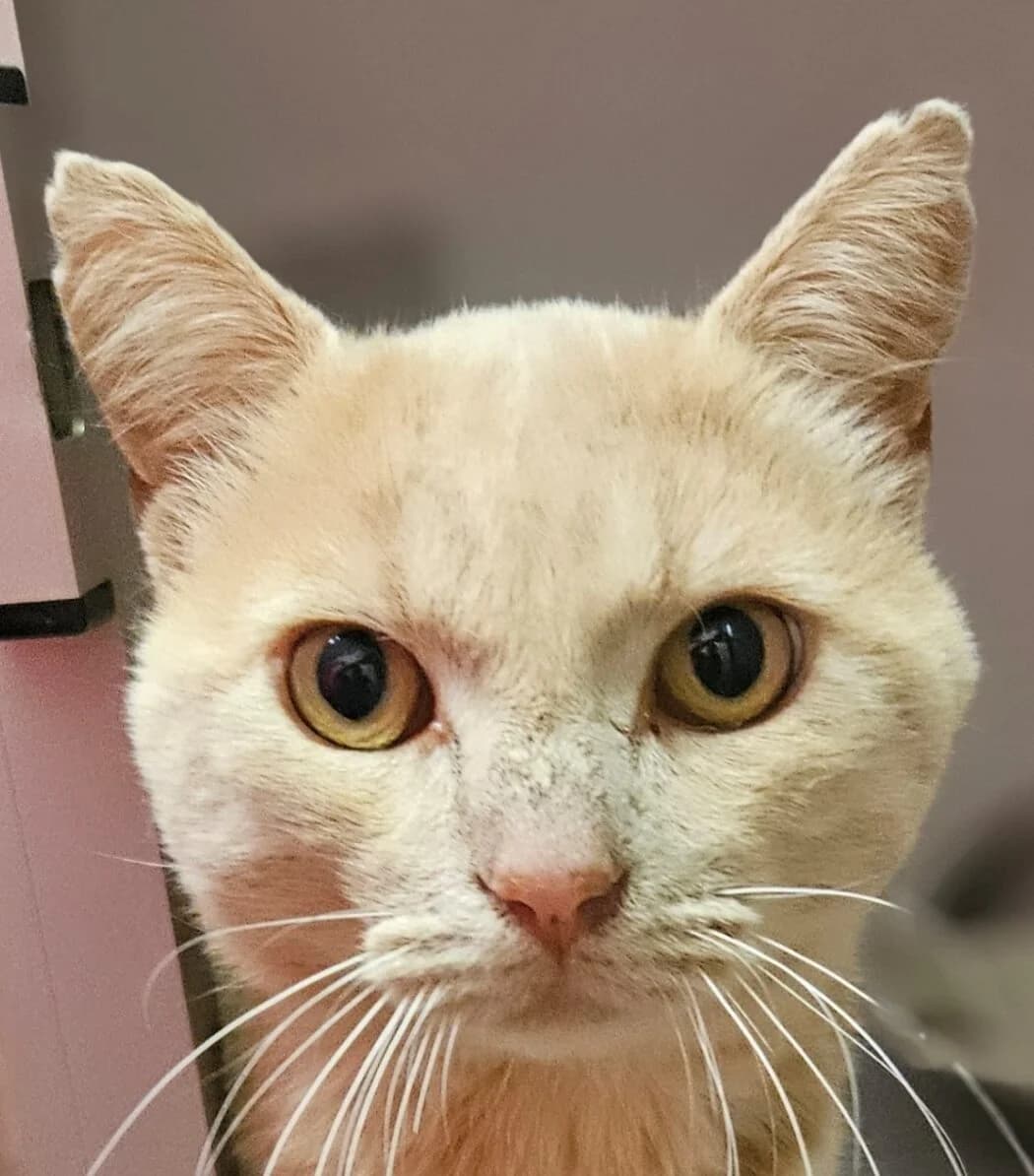 Fernand, male Mixed Breed for adoption at Refuge Thiernay