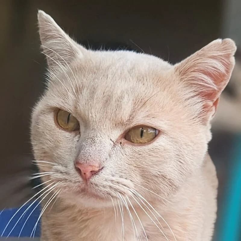 Fernand, male Mixed Breed for adoption at Refuge Thiernay