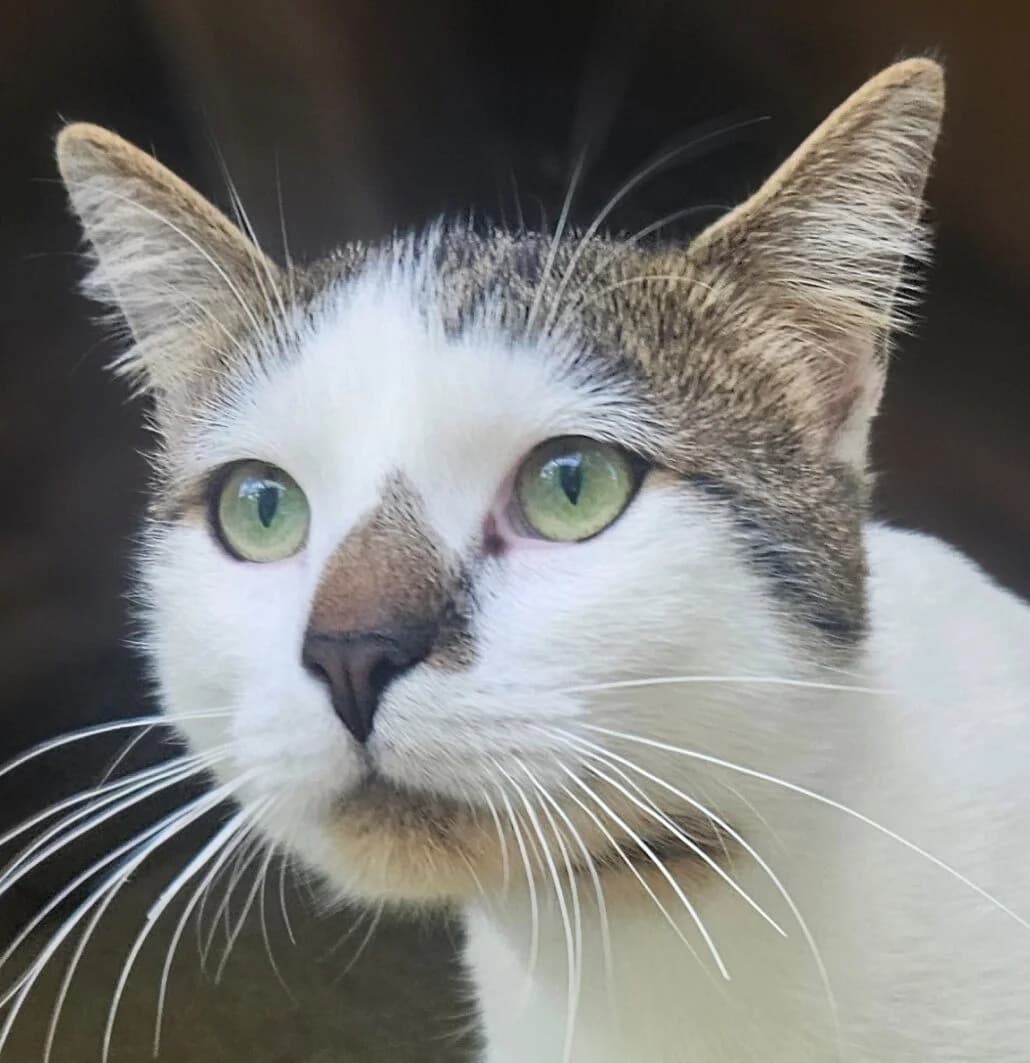 Sting, male Mixed Breed for adoption at Refuge Thiernay