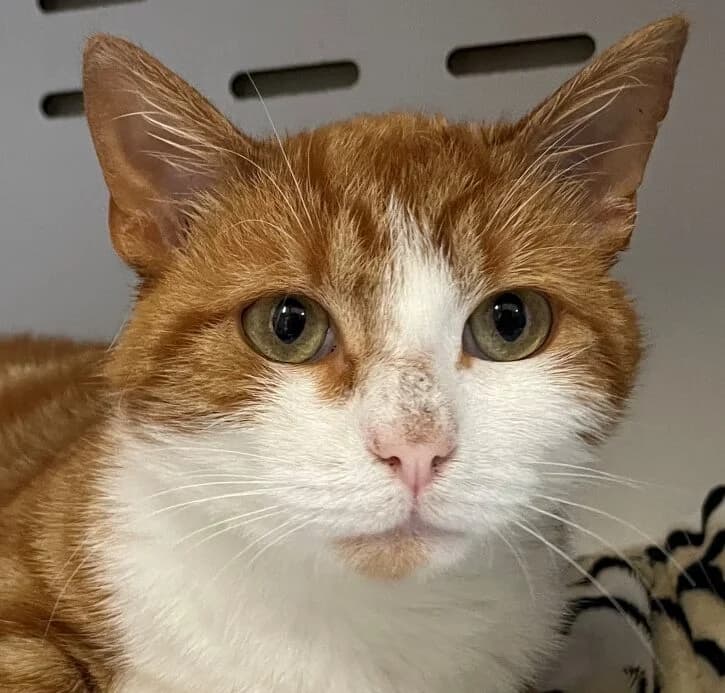 Garfield, male Mixed Breed for adoption at Refuge Thiernay