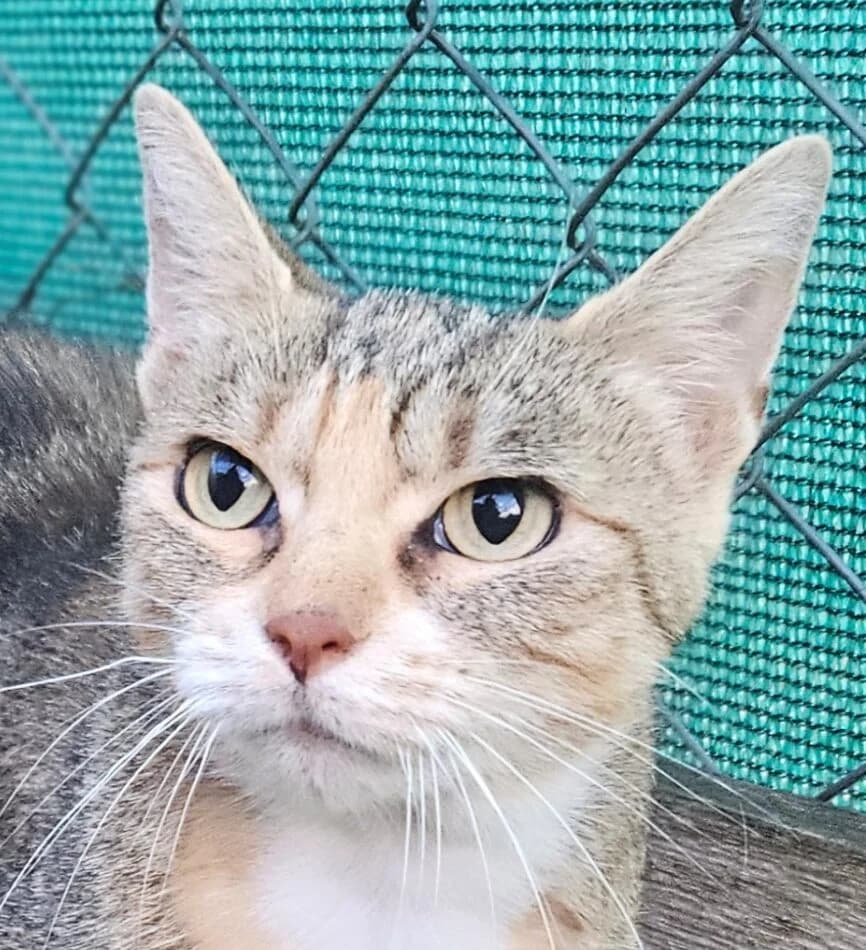 Natacha, female Mixed Breed for adoption at Refuge Thiernay